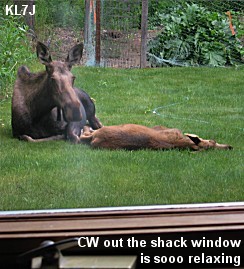 Moose in Window